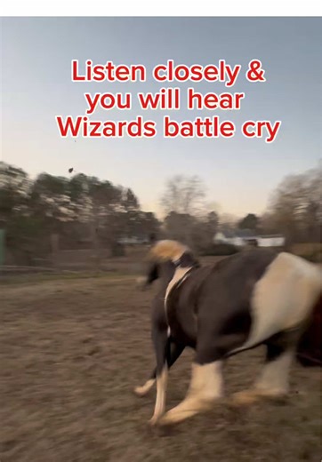 Wizard The Angry Stallion has a funny battle cry that might surprise you #horsesontiktok #farmtok #wizardtheangrystallion #trendingnow #stallion