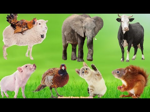 Animal Sound Collection: Cow, Cat, Dog, Squirrel, Chicken, Goat, Pig, Sheep - Animal Videos