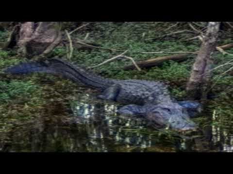 Alligator swamp ambiance 1h