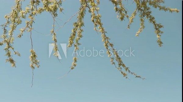 Neltuma pallida (formerly Prosopis pallida) is a species of mesquite tree. It has the common names kiawe (in Hawaii). Puʻukoholā Heiau National Historic Site, The Big Island (Hawaiʻi Island). Pelekane
