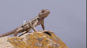 Western Fence Lizard or Sagebrush Lizard. Sceloporus is a medium sized California lizard. Lives among grass and stones. Soutern california.