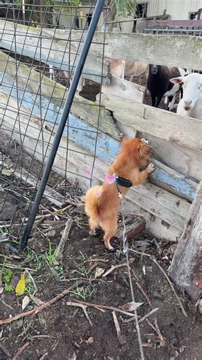 Max making new friends lol #MAXOUT #10X #foryoupage #fyp #share