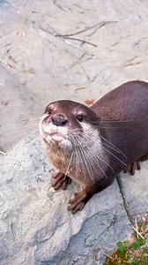 40K views · 3.1K reactions | So cute otter.#otter #otters #ottersofinstagram #cuteanimals #viral #trending #ottercute #otterbox #seaotter #ottergram #animals #ottersofinstagram #otters #otterofinstagram #otterlove #otterlovers #otterbaby #cute | Otter Unity | Facebook