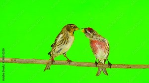 a kiss of birds two Common Redpoll (Acanthis flammea) on green screen