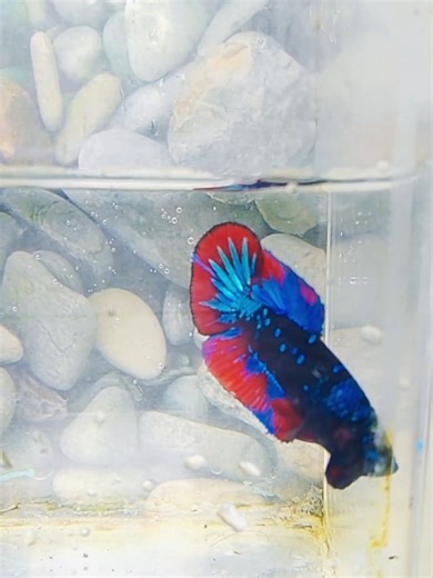 Avatar Gordon male ekor startail udah mutasi warna biru metalik dan hijau 45 ketik deal (MINAT DM)#avatargordonbetta #cupangkontes #folbackbalik #betta #fyp