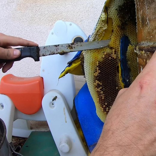 Bee hive removal #savemybees