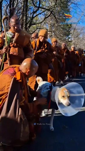 A Difficult but Necessary Farewell 🐾💛 After lunch today, Bhikkhu Pannakara spoke gently with Aloka, explaining that he must stay at the rehab center for a while to focus on his recovery. While Aloka didn't seem very happy about staying behind—he always wants to be right there leading the way—we know this is what is best for his health and long-term healing. It is hard for him to be away from the journey, but this time of rest is essential so he can return to us stronger than ever. We are sendi