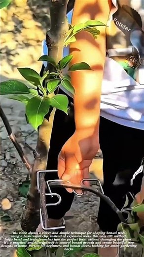 Smart Bonsai Trick: Shaping Trees Perfectly with Simple Metal Clips #gardeningtips #short