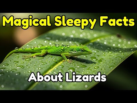 The Gentle Lives of Lizards — The Beautiful Story To Fall Asleep To