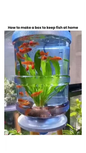 Theviralblendhub on Instagram: "This footage documents the conversion of a standard polycarbonate water cooler carboy into a functional nano-aquarium ecosystem, utilizing a custom wooden stand integrated with a basal valve system for simplified water maintenance. The visual narrative follows the assembly process, from the installation of the inverted vessel to the systematic layering of substrate, rocks, and live aquatic flora, culminating in the introduction of small ornamental fish into the cy