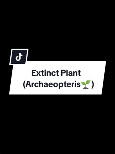 Archaeopteris: Insights into Extinct Progymnosperm Trees