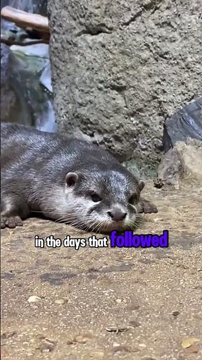 😢Why is otter sad??😢