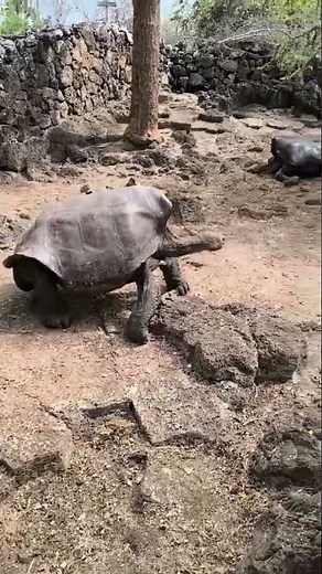 Exploring Galapagos Islands, Ecuador, Responsible Travel South America from Lucía D. 🐢
