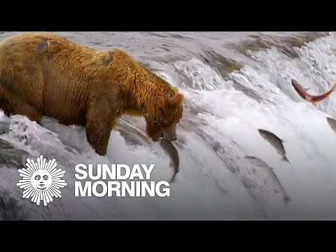 Webcams in the wild: Windows into nature that "soothe the soul"