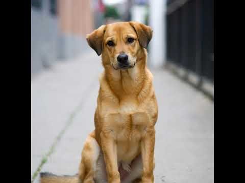 LIVE Hospital Therapy Dog | Healing Hearts One Paw at a Time