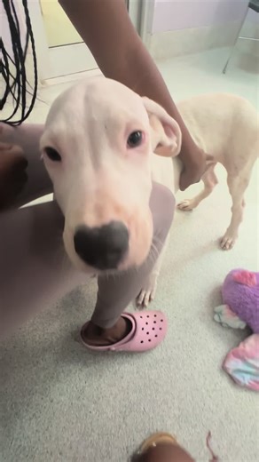 Meet our newest crewmember Newt! 🐾🤍🦺 #adoptdontshop #greatdane #greatdanesoftiktok #logging #fypage #fyp #greatdanepuppy