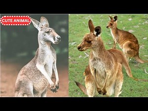 10 Fascinating Facts About Kangaroos: Australia’s Iconic Hoppers #yt