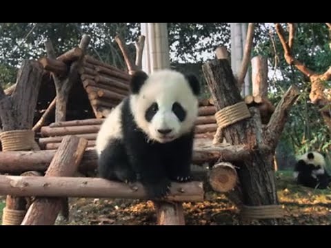 Pandas - Película Completa (Español Latino)