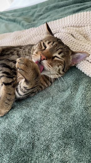 Is there anything cuter than a cat washing their face with their paw? 🥹♥️ #cat #cats #cattok #catsoftiktok #cute #cutecat