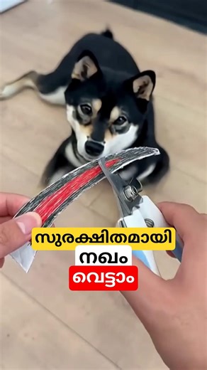 സുരക്ഷിതമായി നഖം വെട്ടാം