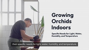 Tips for Growing Orchids Indoors
