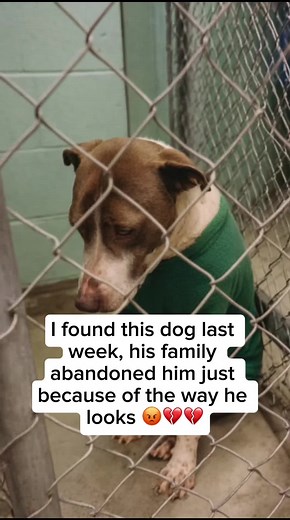 Rescuing a Neglected Dog: A Journey to Healing