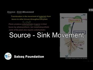 Source- Sink Movement, Biology Lecture | Sabaq.pk