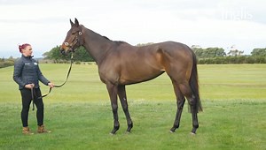 1.4K views · 28 reactions | Sovereign Award will be offered in a bespoke #InglisDigital Online Auction, opening 10am Wednesday, September 22. The daughter of Shamus Award won 9 of her 21 starts, including three Group 3’s at Caulfield, Moonee Valley and Flemington, respectively. | Inglis | Facebook