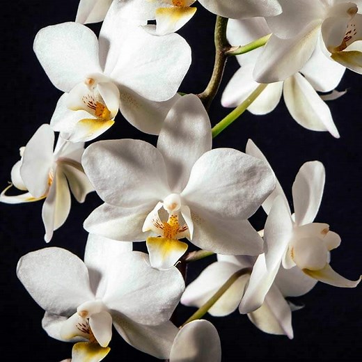 How to Look After Orchids | Simple 5 Step Guide