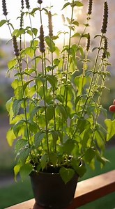 Comment faire pousser des graines de chia et obtenir une récolte à la maison | Astuces Recettes Trucs