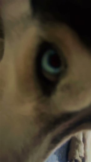 blue song # Cooper and Leo#