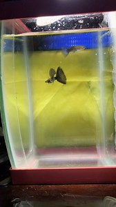 Intentando reproducir peces guppy #Acuario #guppy #peces | La Voz De Los Peces