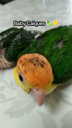 The answer is here 👀🦜 Baby Caiques revealed!