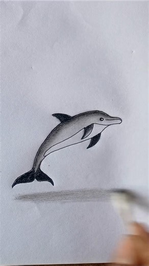 how to draw dolphin. #dolphin #drawing