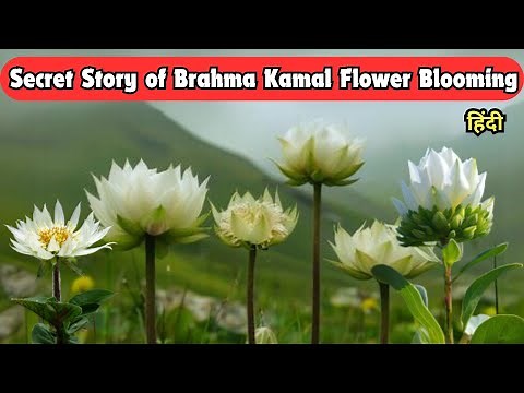 Secret Story of Brahma Kamal Flower Blooming Only Once a Year