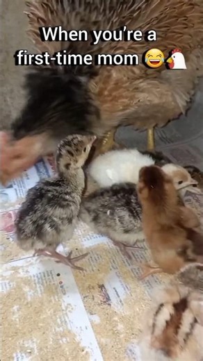 When You Are a First-Time Mom 😅 | Chick Funny Short 🐣🐔 | Comedy