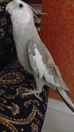 Cockatiel Sounds: Learn to Identify Different Calls and Songs #birds #cockatiel bird sound