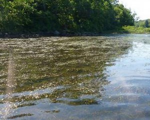 Scientists discover new invasive plant on Connecticut River