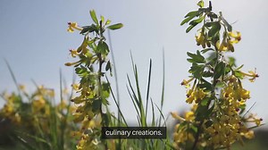 Edible Flowers You Can Grow in Your Garden