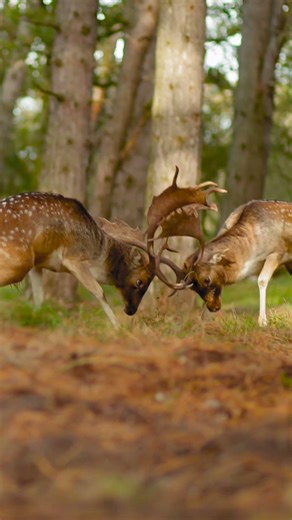 The Secret Life of Forest Animals 🌿🦊 #Fox #Deer #Squirrel