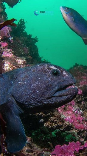 Nikon ZR - Underwater Moment Vs Shot #underwatercamera #underwaterphotography