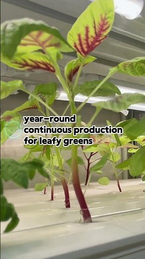 Smart Container Farming for Continuous Vegetable Production #hydroponicsfarm