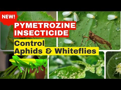 Understanding Pymetrozine insecticide: Targeted Insect Control #whiteflies control #aphids