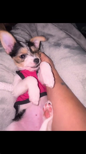 Scarlet ❤️❤️🐾#chessitheyorkie #CHESSISTARTINGLINEUP4PUPPIES #Viral