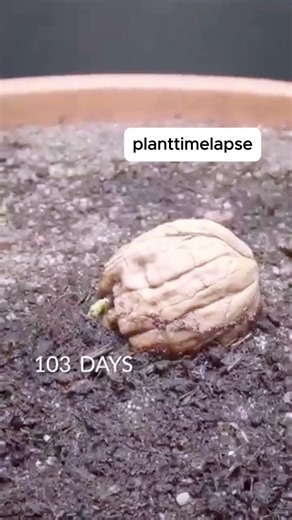 155 Days of Walnut Growth in 49 Seconds 🌰 | Plant Timelapse #shorts #walnut #walnuttree #plants