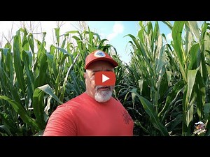 *Mike Less - Farmhand Mike -- Let take a look at the crops around home in Southern Darke County Ohio on August 1, 2021