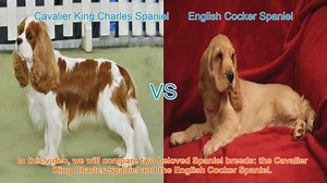 Cavalier King Charles vs. English Cocker Spaniel: A Breed Comparison