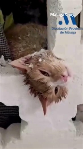 Rescatado ileso un gato con la cabeza atrapada en una celosía de una vivienda en Estepona