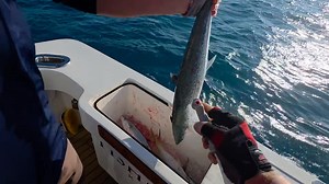3.8K views · 146 reactions | THE BUCKET LIST TRIP WITH THOMAS....... #KEYWESTCHARTERBOAT #KEYWESTTROLLINGBOAT #KEYWESTCEROMACKEREL | FishMonster Key West | Facebook