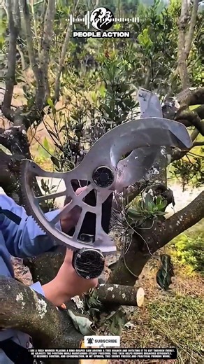 Field Workers People Cutting Tree Branch Using Ring Saw During Pruning Action